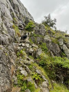 Brego the beardie, høyfjellet. Bearded collie black