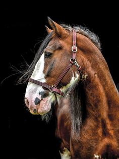 a brown and white horse standing on top of a black ground with it's head turned to the side