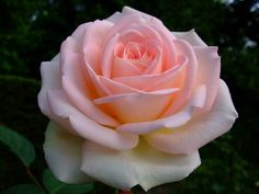 a pink rose with green leaves in the background