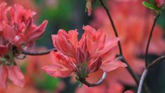 pink flowers are blooming on the tree branch