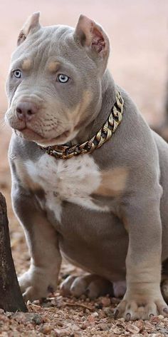 a blue nose pitbull puppy sitting on the ground next to a tree stump