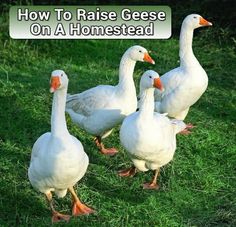 four white ducks walking in the grass with text overlay how to raise geese on a homestead