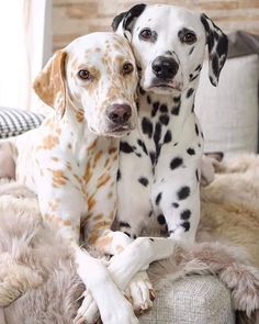 Dalmatian Dogs, Dalmatian, Bed, Dogs