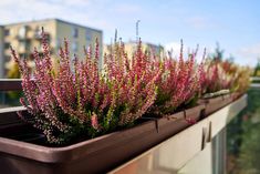 purple flowers are growing on the side of a building's window sill, with buildings in the background