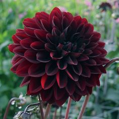 a large red flower sitting in the middle of a field