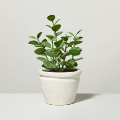 a potted plant with green leaves in it