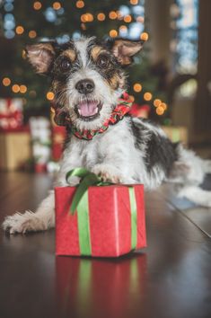 a small dog sitting in front of a christmas tree