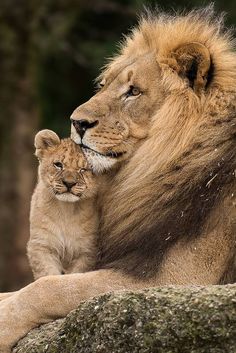 a black and white photo of a lion with its baby on top of a rock