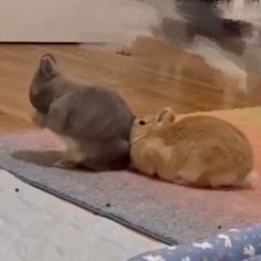 two rabbits sitting on the floor next to each other