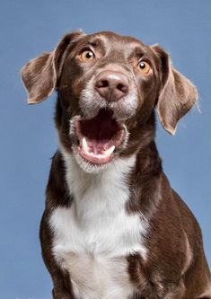 a brown and white dog with it's mouth open looking up at the camera