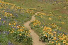 a dirt path surrounded by wildflowers and grass