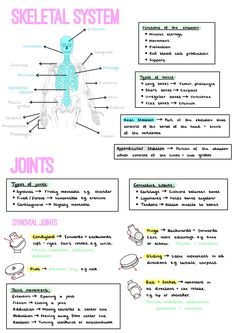 the skeletal system is shown in this diagram