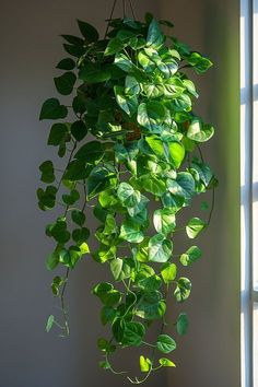 a potted plant hanging from the side of a window