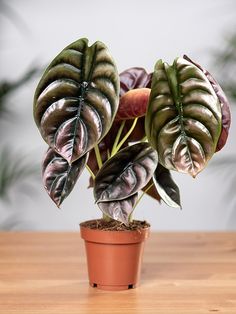 a potted plant sitting on top of a wooden table