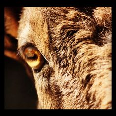 an animal with yellow eyes looking at the camera