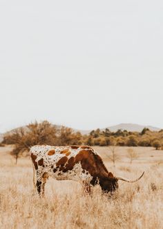 a brown and white cow grazing on dry grass in the middle of an open field