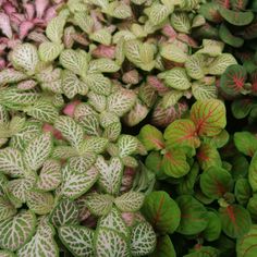 many different types of plants with green and red leaves in the center, including begons