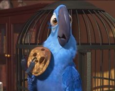 a blue parrot holding a peanut butter cookie in it's beak and looking at the camera