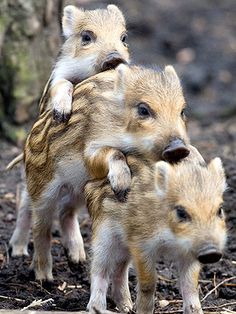 three baby boars are playing together in the dirt and mud, with one pig on its back