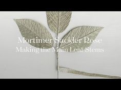 a leaf that is sitting on top of a white surface with the words,'morning sacker rose making the main leaf stems