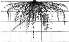 an image of a plant with long, thin roots on the top and bottom of it