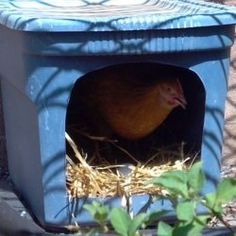 a chicken is sitting in a blue box on the ground next to some grass and hay