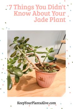 a potted plant with the words 7 things you didn't know about your jade plant