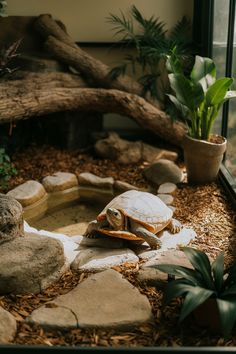 a small turtle sitting on top of a rock covered ground