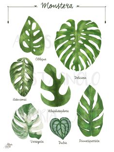 the different types of monster leaves