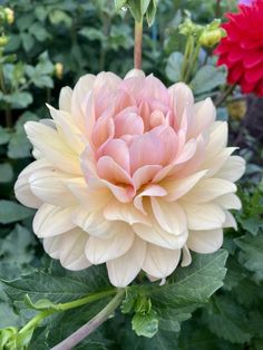 a large pink flower with green leaves in the background