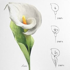 a drawing of a white flower with instructions on how to draw the petals and stamen