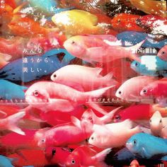 many colorful fish swimming in the water