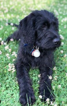 a black dog laying on top of a lush green grass covered field with white flowers