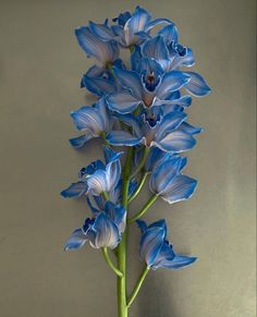 blue flowers are in a vase on a table next to a gray wall and floor