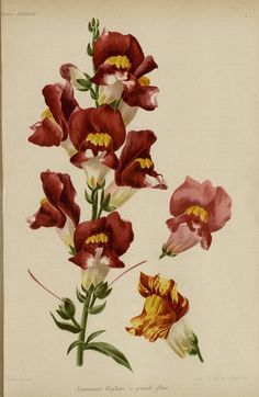 an antique print of red and yellow flowers