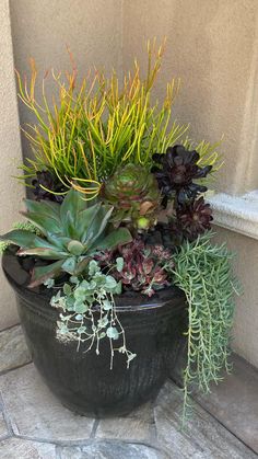 an assortment of succulents and plants in a black pot on the ground