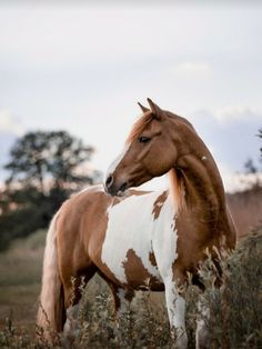 a brown and white horse standing on top of a lush green field next to tall grass