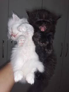 two black and white kittens are being held up by someone's arm in the kitchen