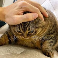 a person petting a cat on top of a couch