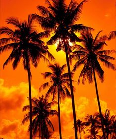 palm trees are silhouetted against an orange sky