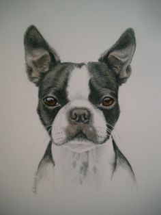 a drawing of a dog with brown eyes