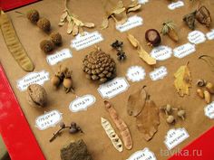 an assortment of different types of leaves and acorns on a brown paper bag