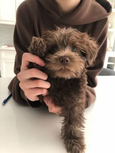 a person holding a small brown dog on top of a table