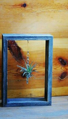 an air plant is hanging in a frame on the wall next to a potted plant