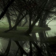 trees are reflected in the water on a foggy day with no one around them