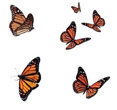 several orange butterflies flying in the air