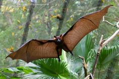 a large bat flying over a lush green forest