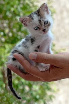 a person holding a small kitten in their hand with the caption, you can't see it