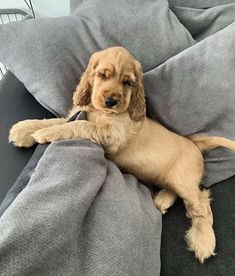 a small dog laying on top of a gray blanket