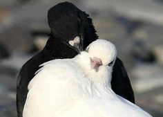 two black and white birds standing next to each other